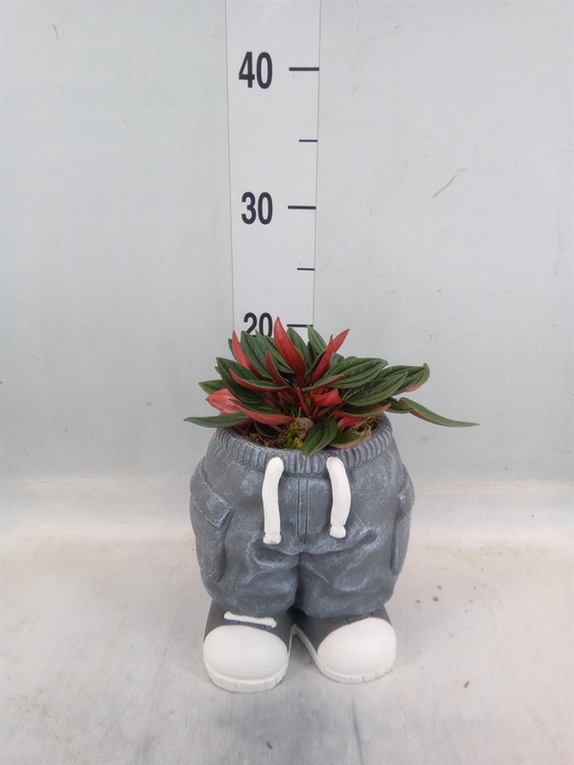 <h4>Arr. Kamerplant Groen L%</h4>