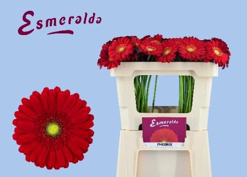 <h4>GE MI PHOENIX</h4>