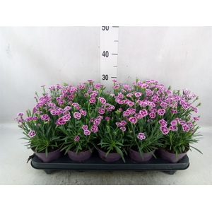 Dianthus  'Pink Kisses'