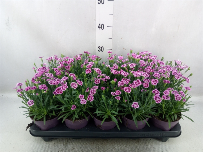 Dianthus  'Pink Kisses'