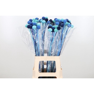 Craspedia Kl Bh Candy Mix