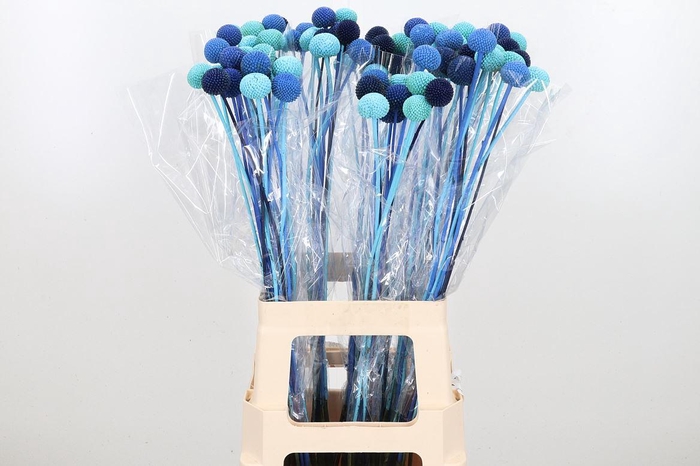 <h4>Craspedia Kl Bh Candy Mix</h4>