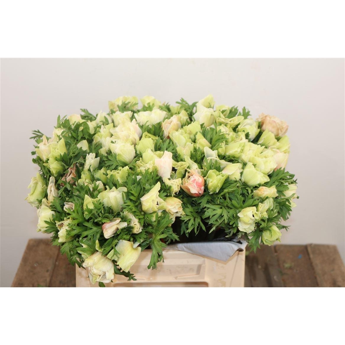 <h4>Anem Mistral White</h4>