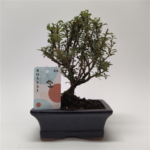 Cotoneaster Bonsai 15 cm