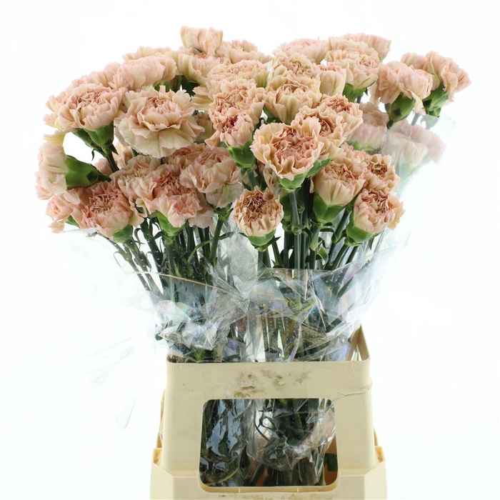 <h4>Di St Col Lege Marrone</h4>