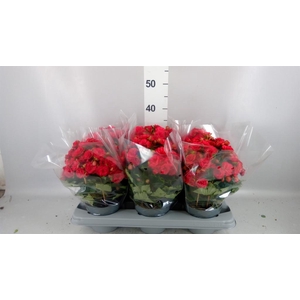 Begonia elat. DU 'Grace'