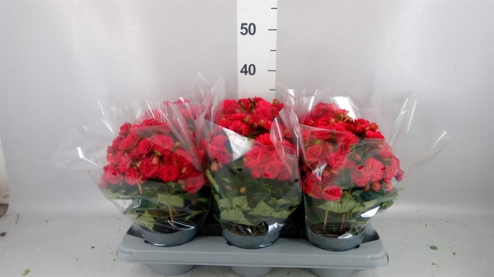 <h4>Begonia elat. DU 'Grace'</h4>