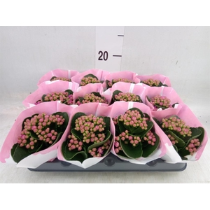 Kalanchoe  'RoseFlow Katie'