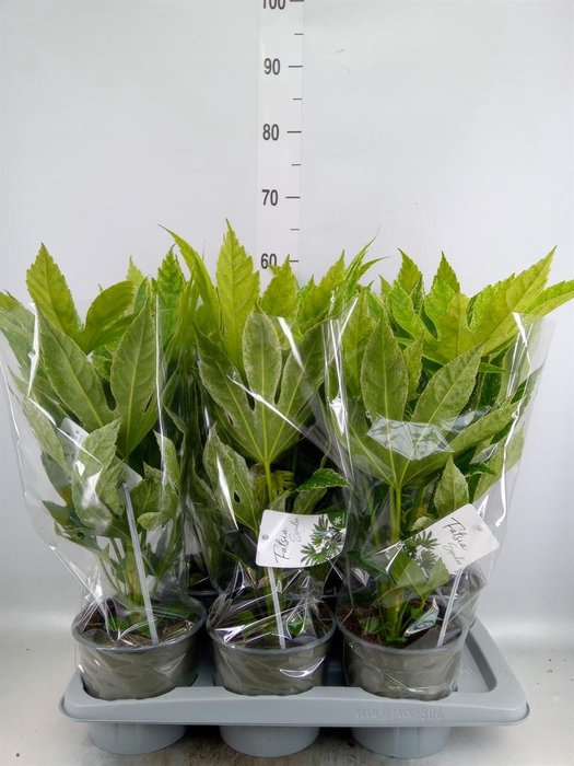 <h4>Fatsia japonica 'Variegata'</h4>