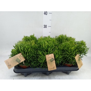Rhipsalis   ...
