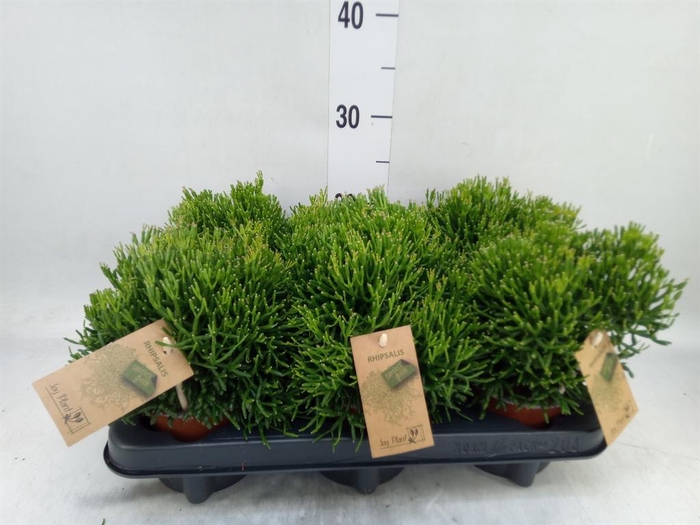 <h4>Rhipsalis   ...</h4>