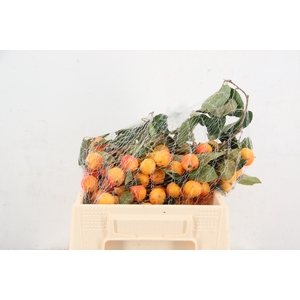 MALUS GARFIELD TAK 040CM