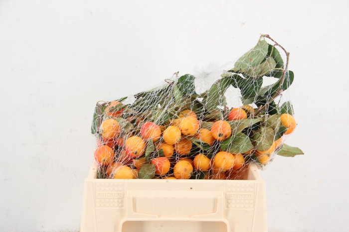 <h4>MALUS GARFIELD TAK 040CM</h4>