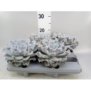 Echeveria   ...