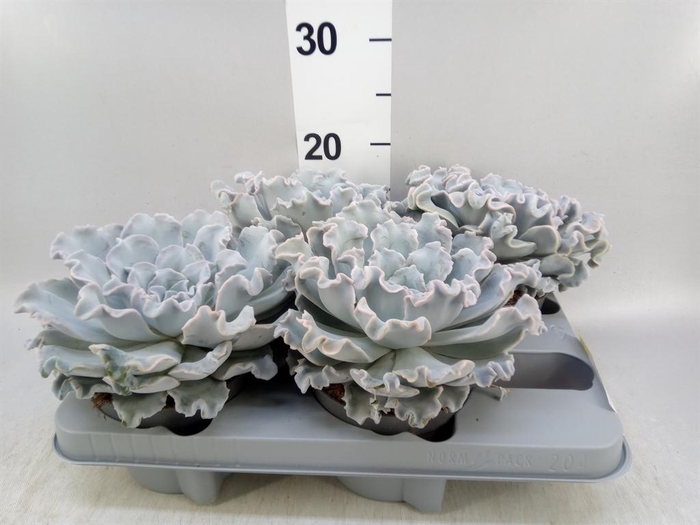 <h4>Echeveria ...</h4>