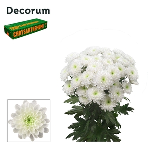 Chr T Altaj Decorum