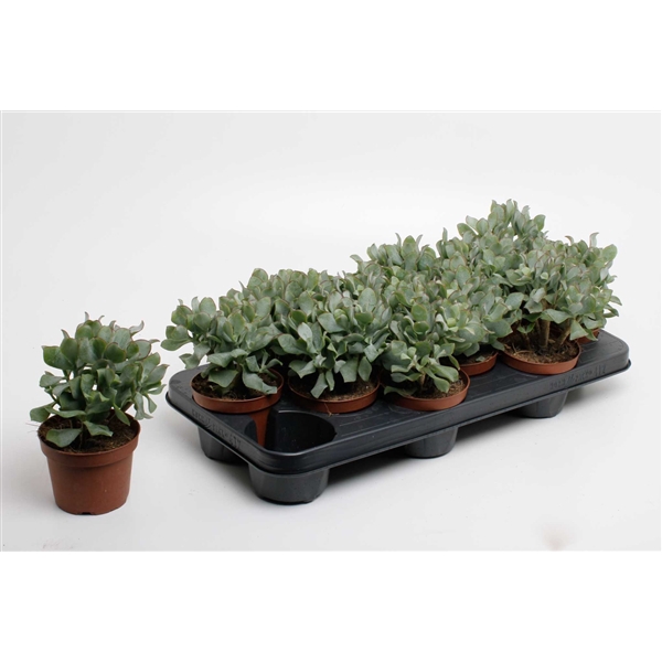 <h4>Crassula arborescens undilatifolia</h4>