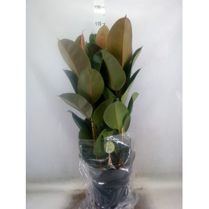 Ficus elastica 'Robusta'