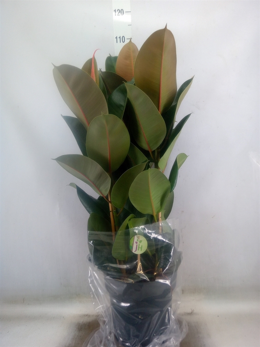 <h4>Ficus elastica 'Robusta'</h4>