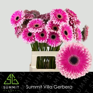 Gerbera Prelude Water X40 Lang