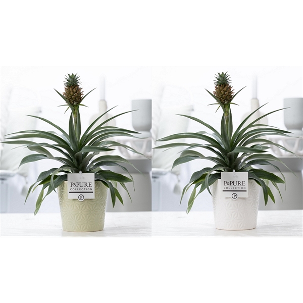 <h4>Ananas Rosita in P&PURE Juliette ceramics ass. 3</h4>