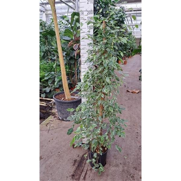 <h4>Ficus Benjamina Golden King piramide 190</h4>
