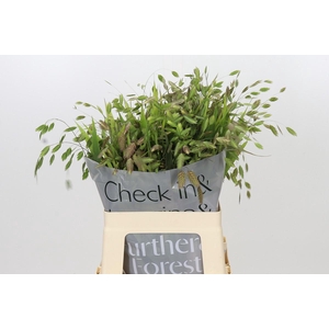Chasmanthium latifolium