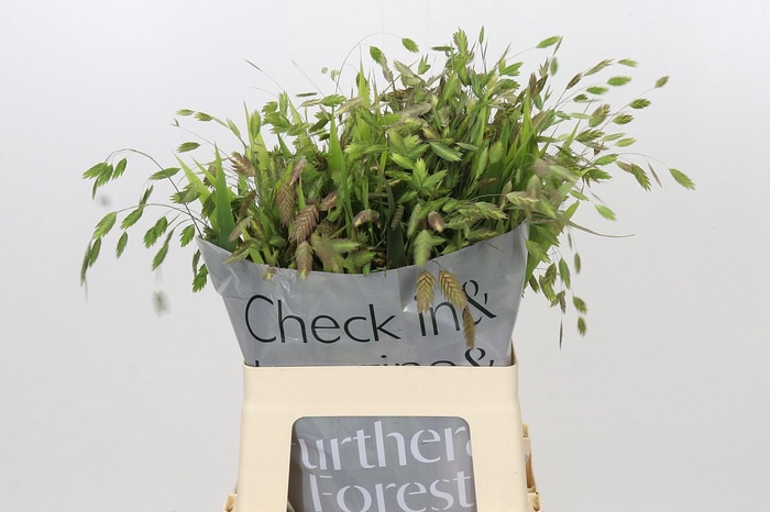 <h4>Chasmanthium latifolium</h4>