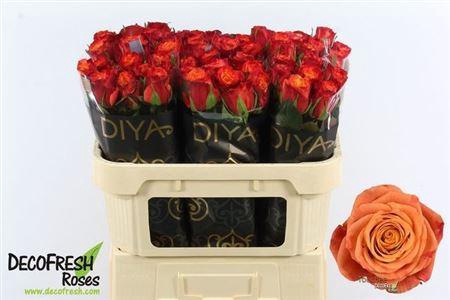 <h4>R Gr Touchee+</h4>