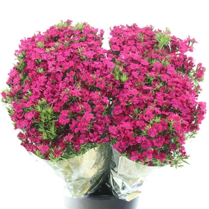 Di Barb Amazon Cherry Extra