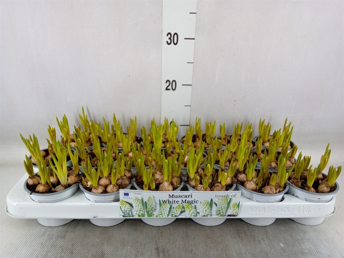 <h4>Muscari  'Magic White'</h4>