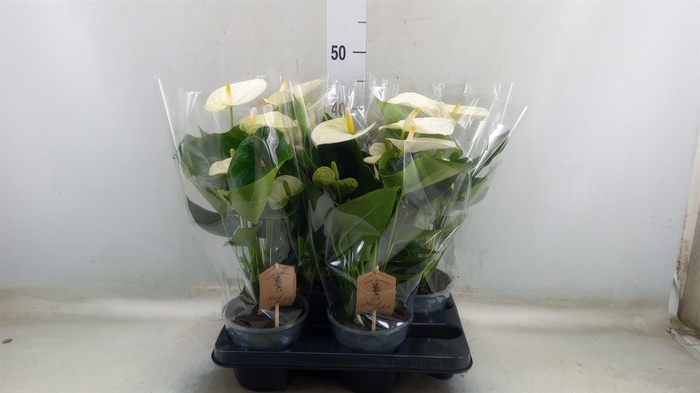 <h4>Anthurium andr. 'Cocos'</h4>