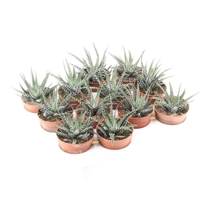 Haworthia fasciata Big Band