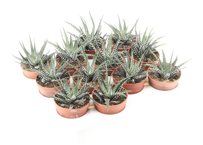<h4>Haworthia fasciata Big Band</h4>
