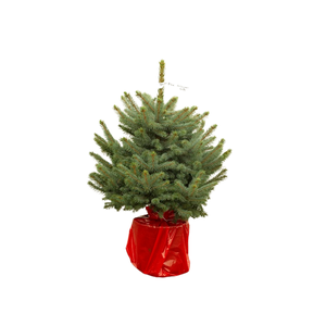 PICEA PU SUPER BLUE
