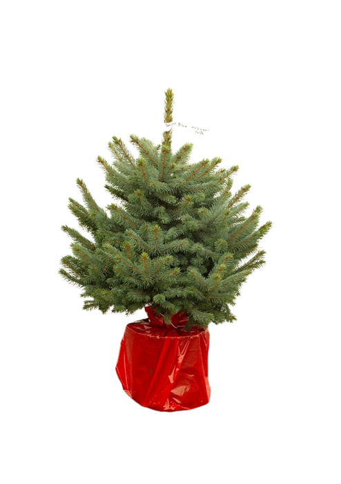 <h4>PICEA PU SUPER BLUE</h4>