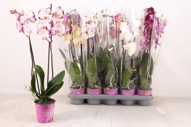 <h4>PHAL GEM 5 KL</h4>