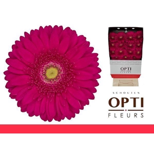 Gerbera Riley Diamond