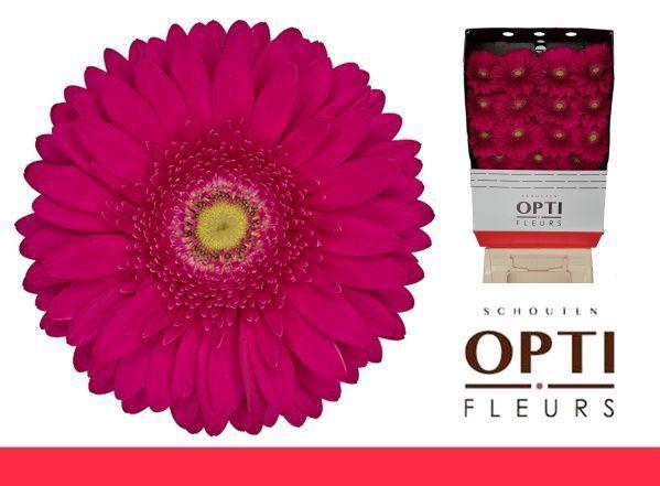 <h4>Gerbera Riley Diamond</h4>