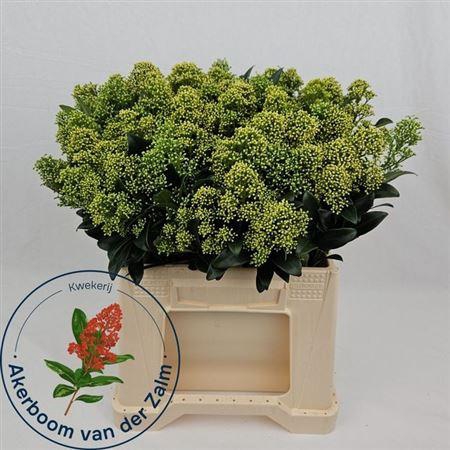 Skim J Frank Whit Bs