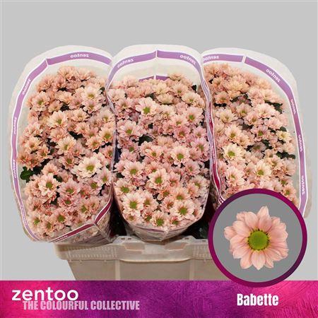 <h4>Chr S Babette</h4>