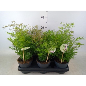 Asparagus dens. 'Cwebe'