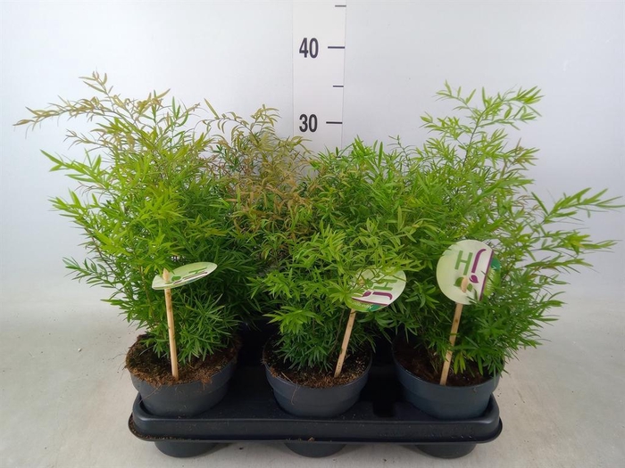 <h4>Asparagus dens. 'Cwebe'</h4>