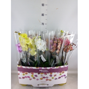 Phalaenopsis   ...mix