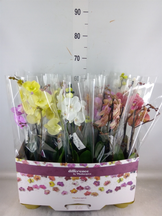 <h4>Phalaenopsis   ...mix</h4>