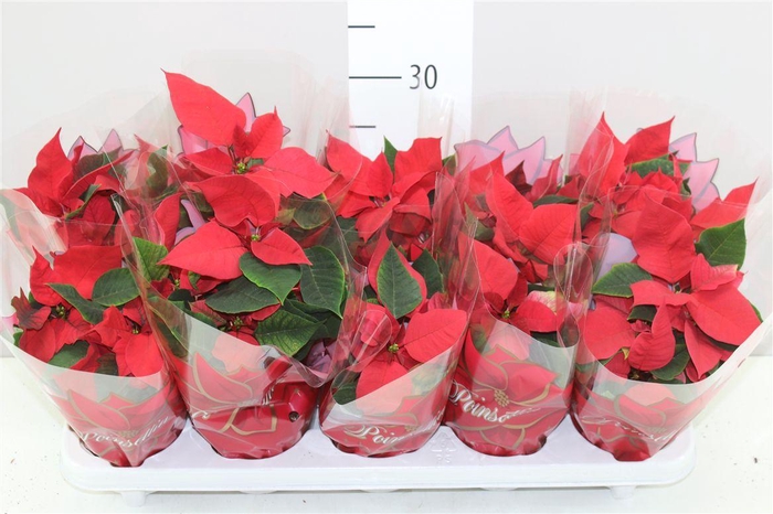 <h4>Euphorbia P Midi Mars</h4>