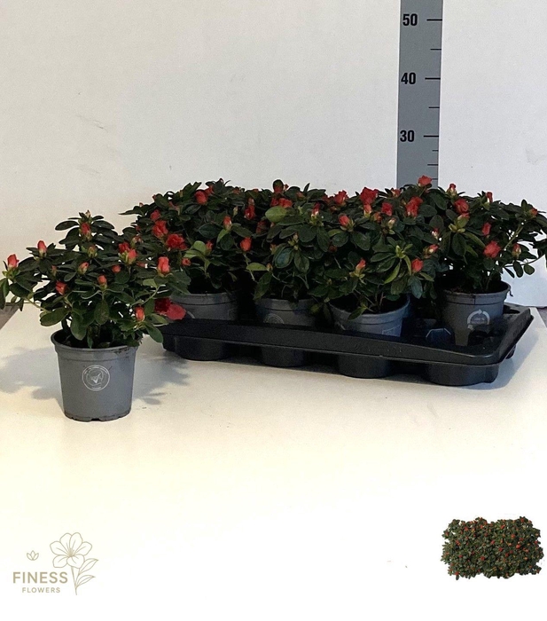 <h4>RHODO SI OV</h4>