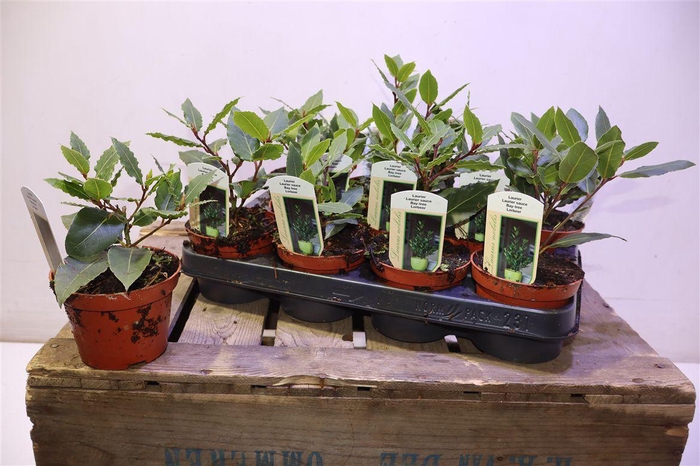 <h4>Lau Nobilis</h4>