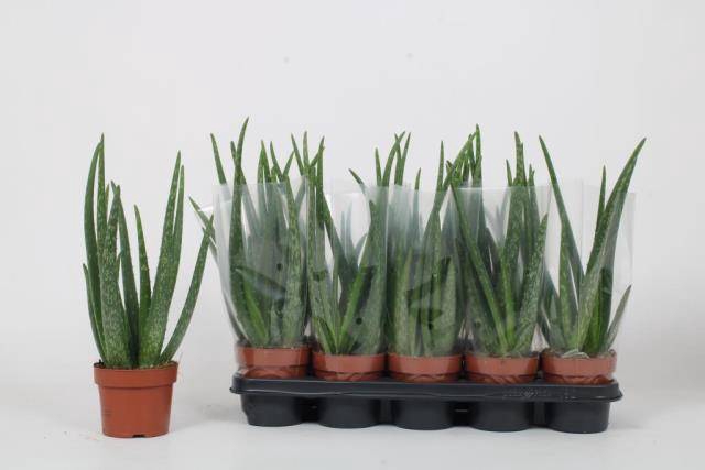 <h4>ALOE VERA</h4>