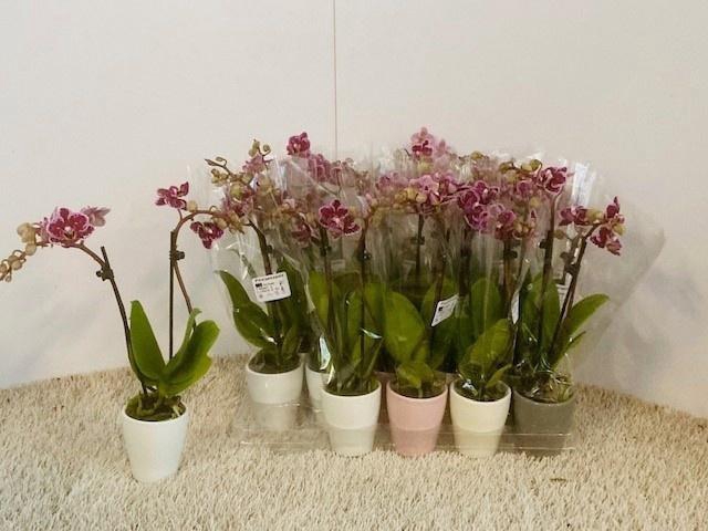 <h4>ARR PHALA MT 14+</h4>